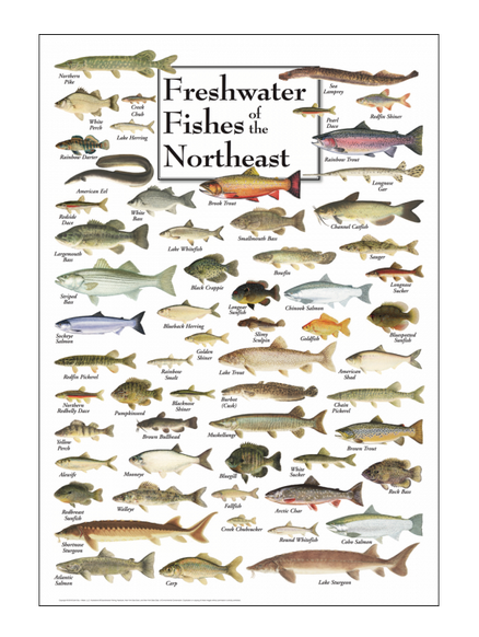 Freshwater Fishes of the Northeast Poster