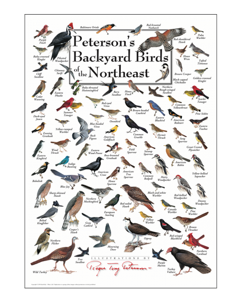 Peterson's Backyard Birds of the Northeast Poster