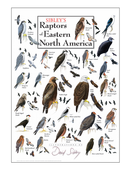 Sibley's Raptors of Eastern North America Poster – Mountainmanoutdoors ...