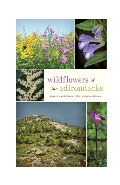 Wildflowers of the Adirondacks